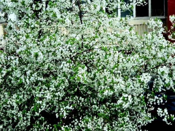 Натали Расцвела под окошком белоснежная вишня