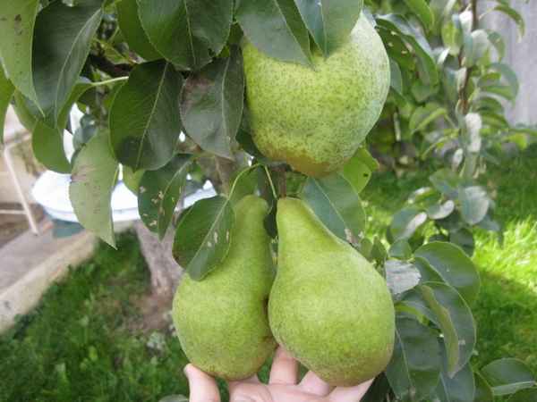 Рождество Груши