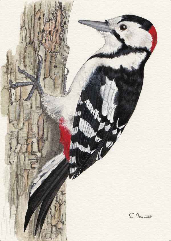 Алиса Дятел