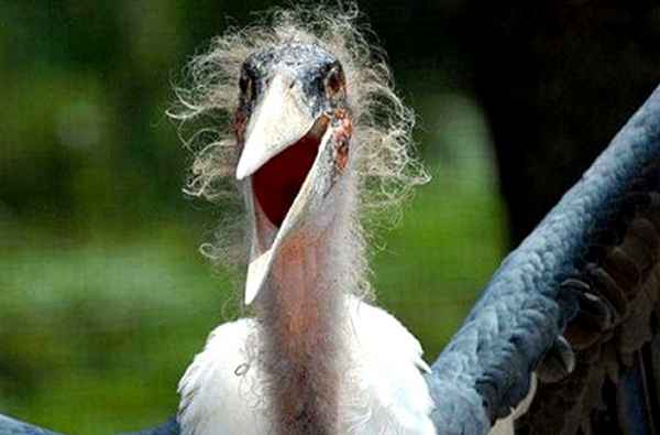 Алиса Птица Маpaбу