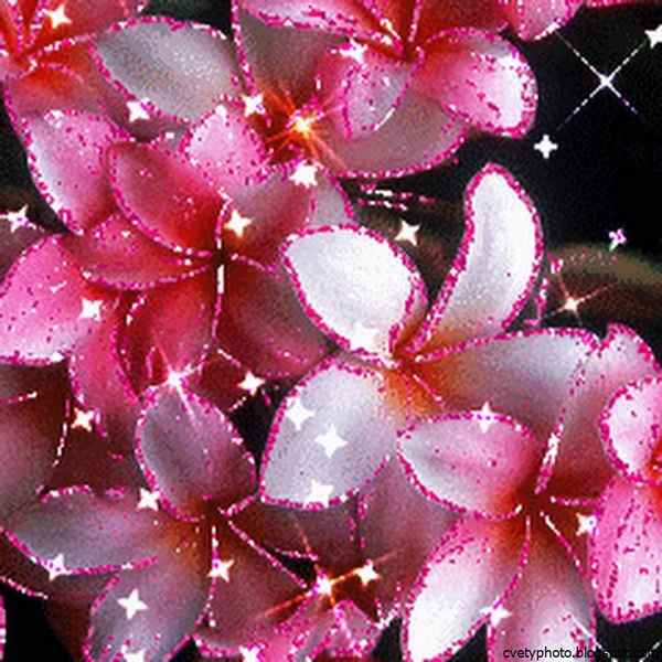 Блестящие Цветы Блестящие Цветы