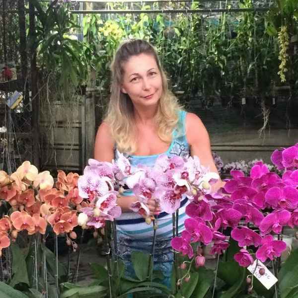 Наталья Королева Орхидея