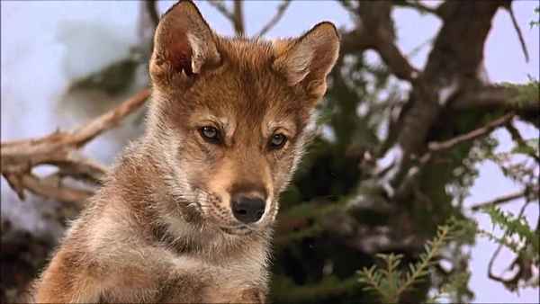 Bahh Tee Волчонок Bahh Tee Волчонок