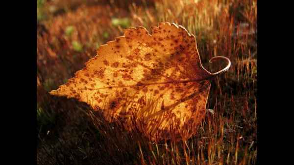 Михаил Шуфутинский Последний Лист