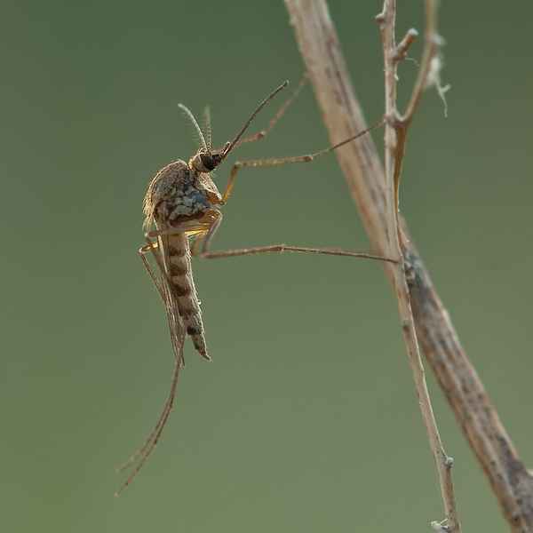 Жуки Комарики