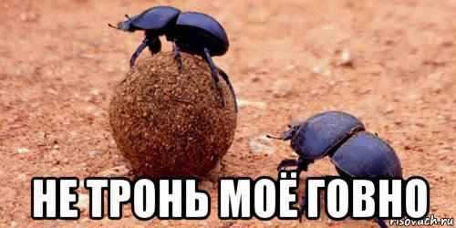 Жуки Куда, ты чо Жуки Куда, ты чо