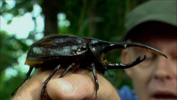 Жуки Лай-ла-лай