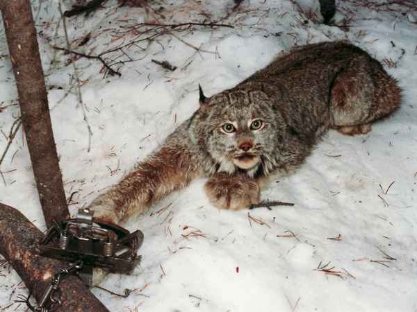 Звери Капканы