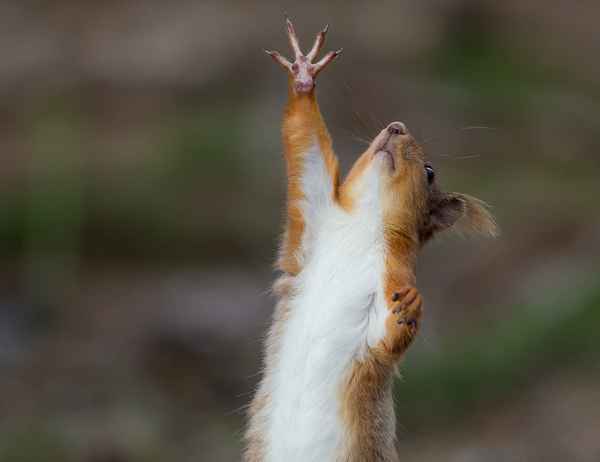 Звери Лапами вверх