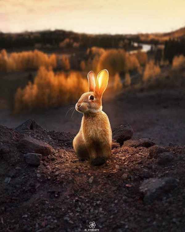 Звери Солнечный зайчик